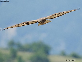 Animali 367